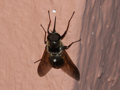 Pangonius