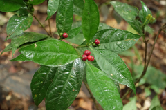 Eumachia guianensis