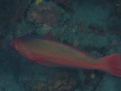Bodianus scrofa