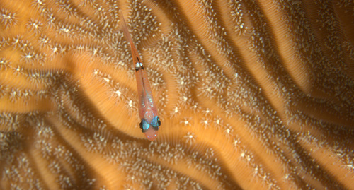 Whitestar cardinalfish (Apogon lachneri) — Apogonidae — 4