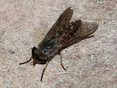 Tabanus bromius