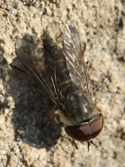 Tabanus bromius