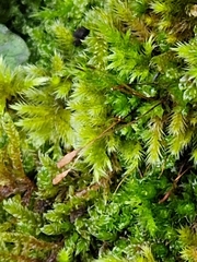 Brachythecium rutabulum