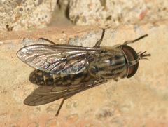 Tabanus bromius