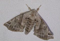 Apatelodes pudefacta