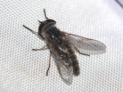 Tabanus bromius