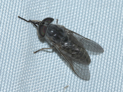 Tabanus bromius