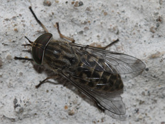 Tabanus bromius