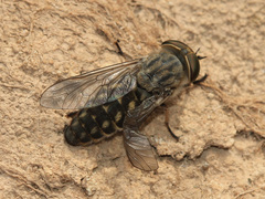 Tabanus bromius