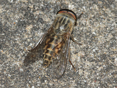 Tabanus bromius