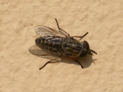 Tabanus bromius