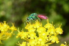 Chrysura