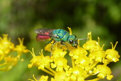 Chrysura