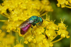 Chrysura