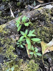 Proserpinaca palustris