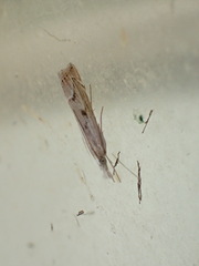 Agriphila geniculea