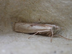 Agriphila geniculea