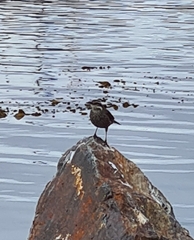 Cinclodes patagonicus