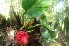 Philodendron ecordatum