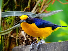 Euphonia violacea