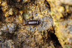 Ligia exotica
