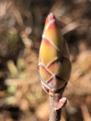 Rhododendron atlanticum