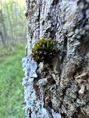 Orthotrichum anomalum