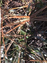 Vaccinium crassifolium