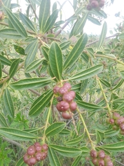 Sapium glandulosum