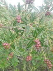 Sapium glandulosum