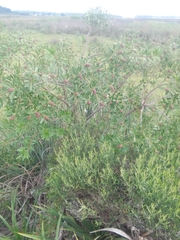 Sapium glandulosum