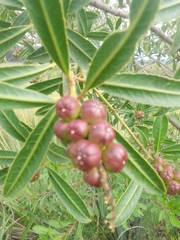 Sapium glandulosum