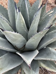 Agave
