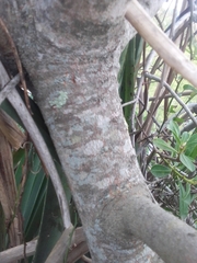 Sapium glandulosum