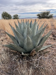 Agave