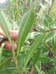 Sapium glandulosum