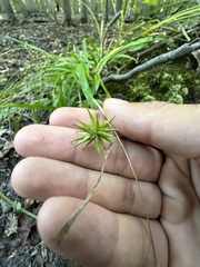 Carex folliculata
