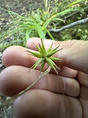 Carex folliculata