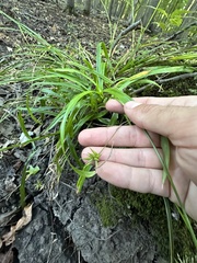Carex folliculata