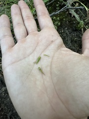 Carex folliculata
