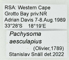 Pachysoma aesculapius