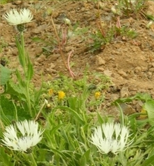 Centaurea cheiranthifolia