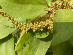 Mallotus philippensis