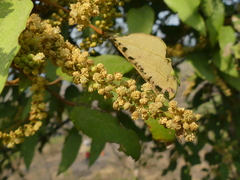 Mallotus philippensis