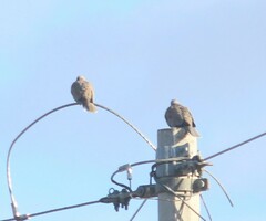 Streptopelia decaocto