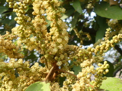 Mallotus philippensis