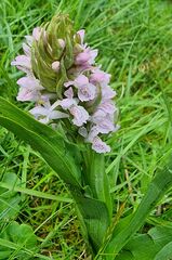 Dactylorhiza incarnata incarnata