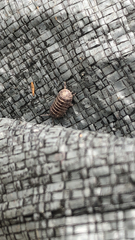Armadillidium nasatum