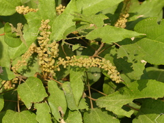 Mallotus philippensis