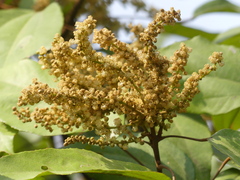 Mallotus philippensis